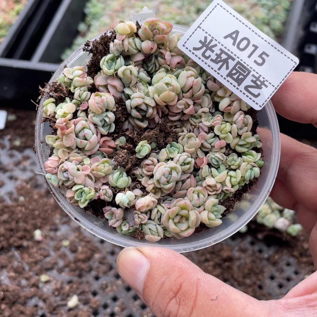 a015号欧泊福利切糕一份