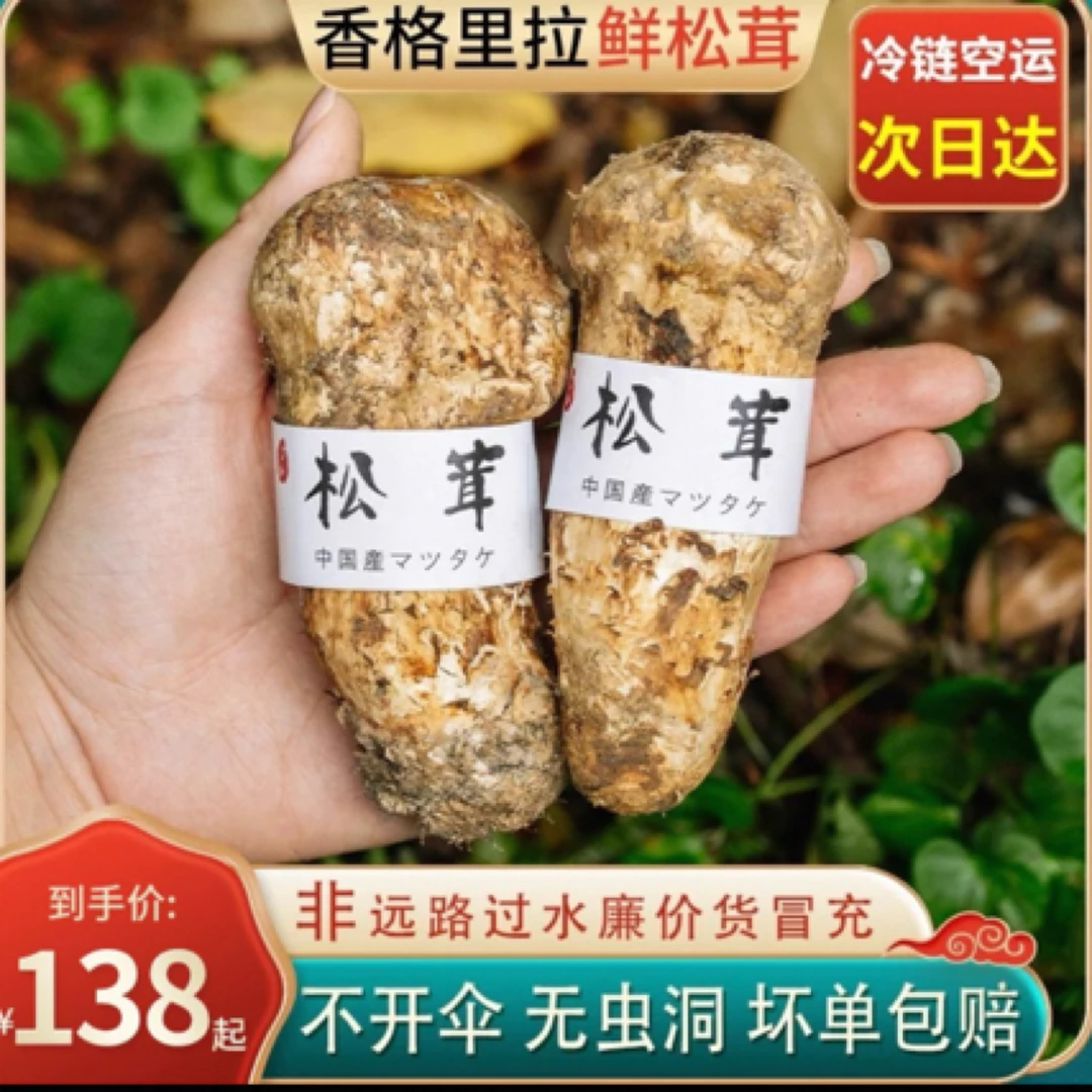 云南迪庆藏族自治州香格里拉新鲜松茸