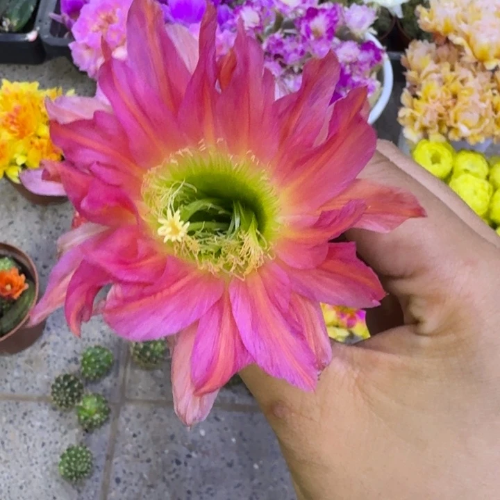 27毛美瞳歪4公分左右无根侧牙，20包邮