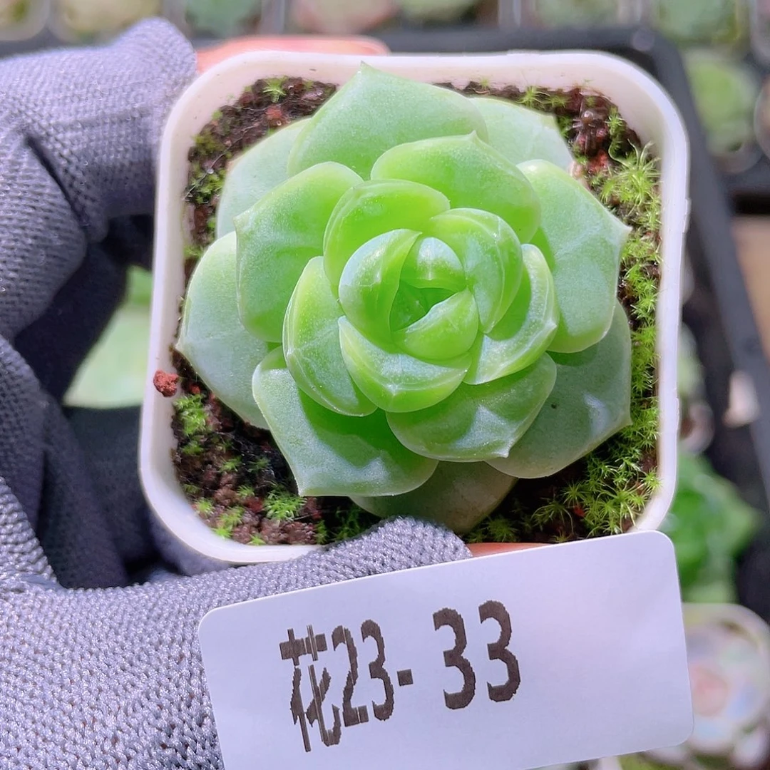 花利美23-33珍妮