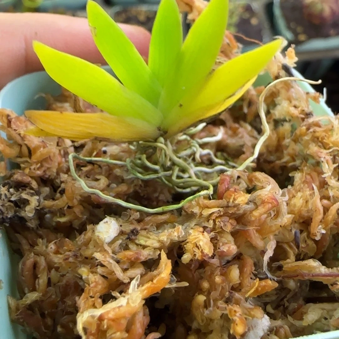 点***点完全开放文心兰一物一拍