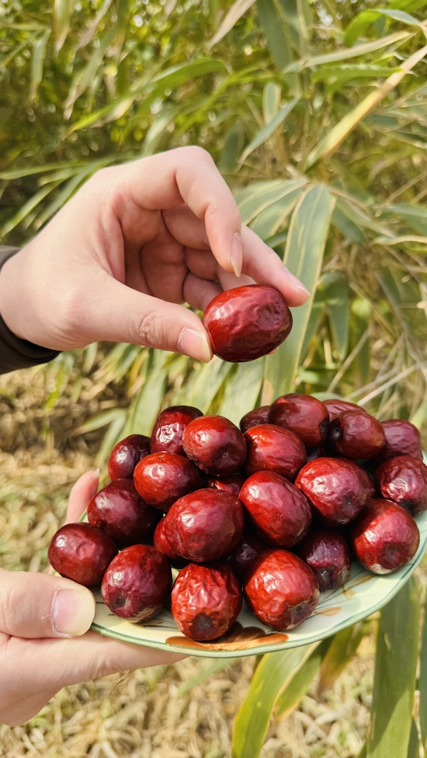 稷山板枣 老人小孩孕妇上班族 千年老枣树特级 送礼