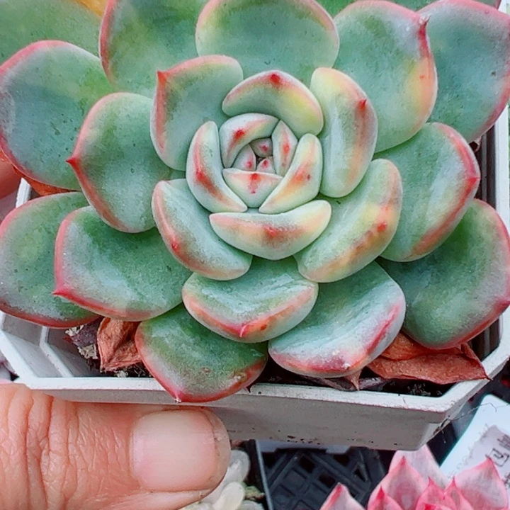 不知名锦多肉植物574