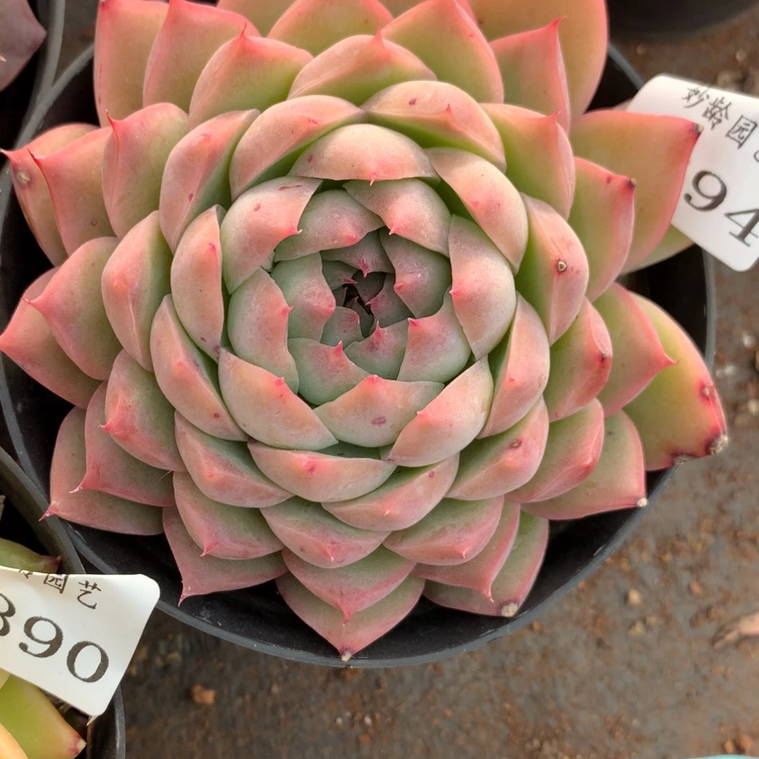 7394新年快乐发发发