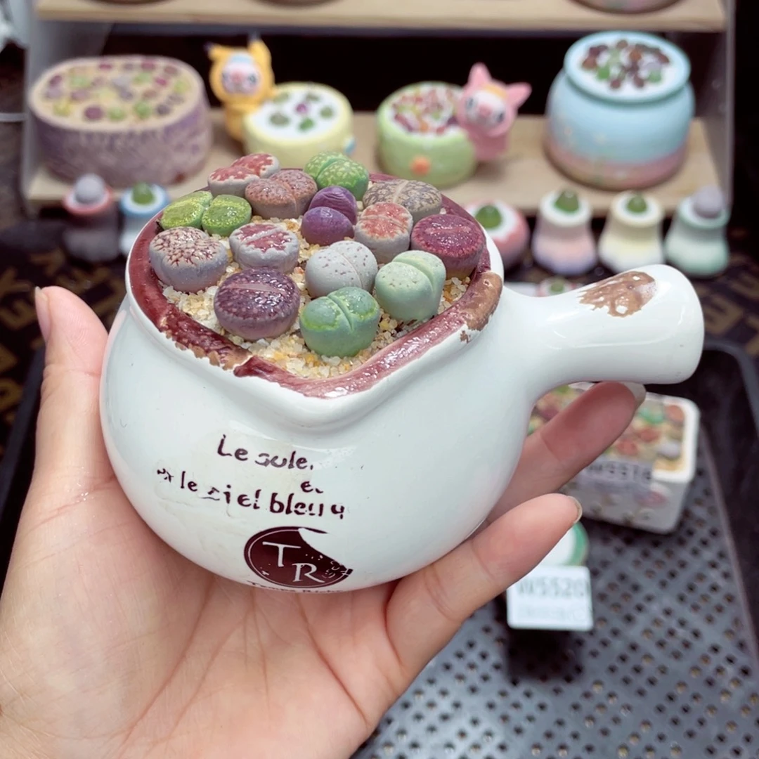 w5521 带盆土发货一物一拍