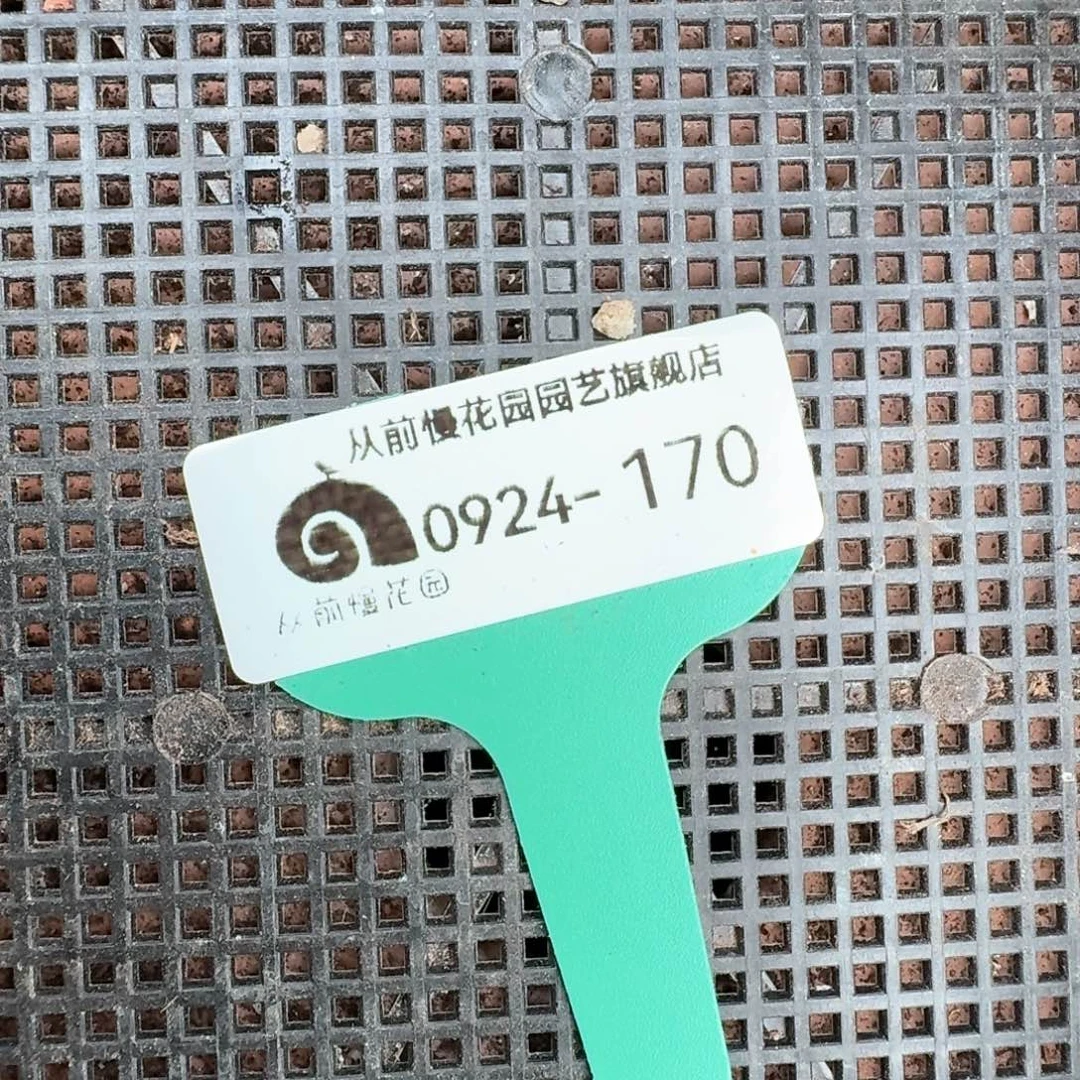 从前慢多肉精选编号0924.170