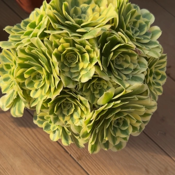 浅**然迈巴赫丛林 833肉肉