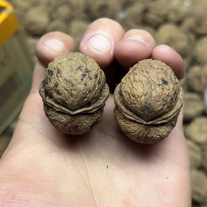 文玩核桃把件1号寿星头元宝35尺寸