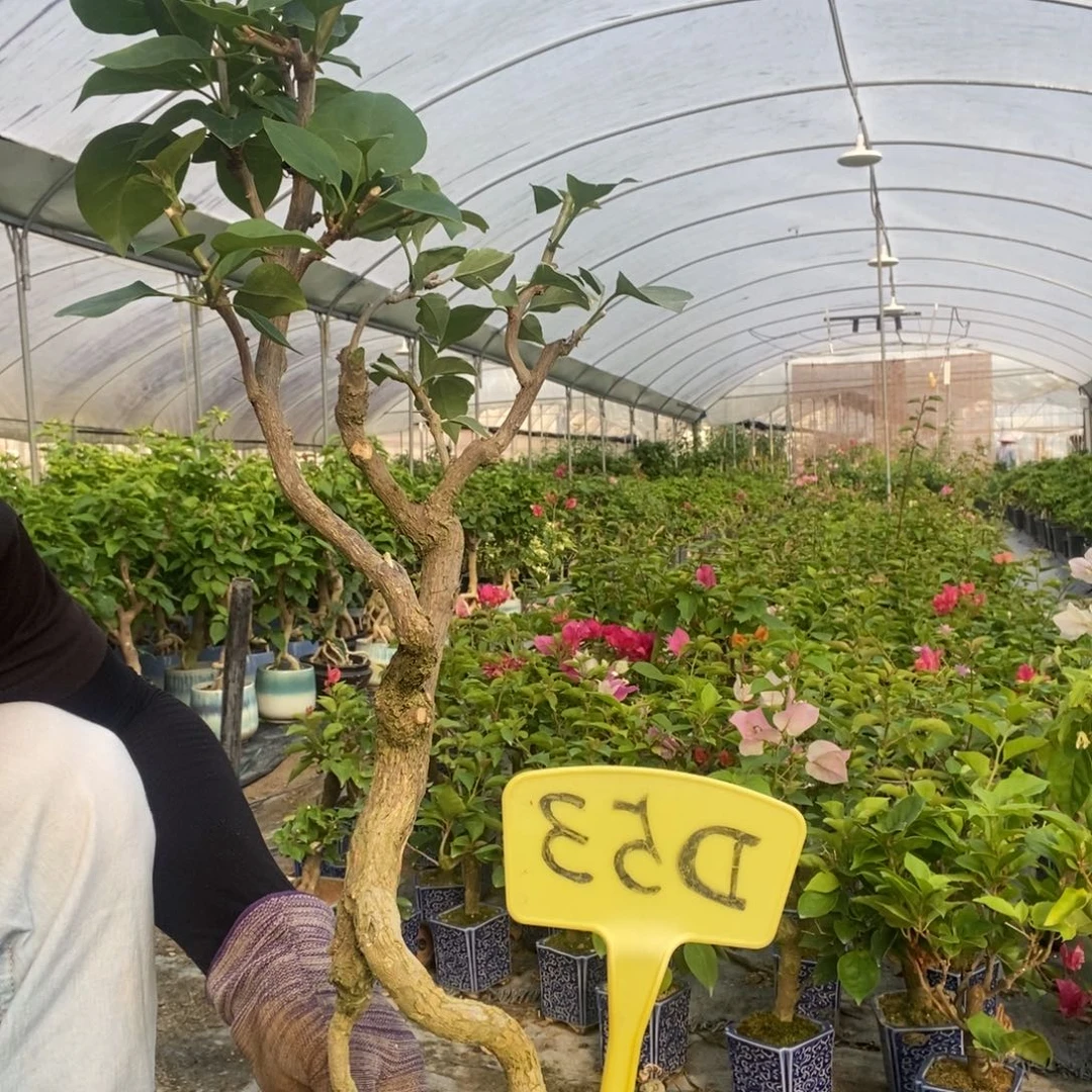 留***泉无花朵三角梅雪斑红D53