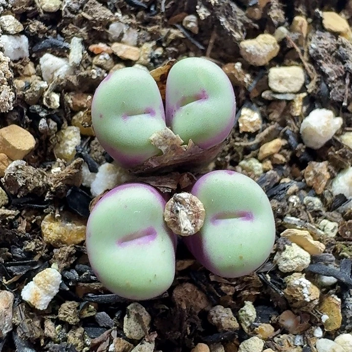 老马生石花p嘴2729