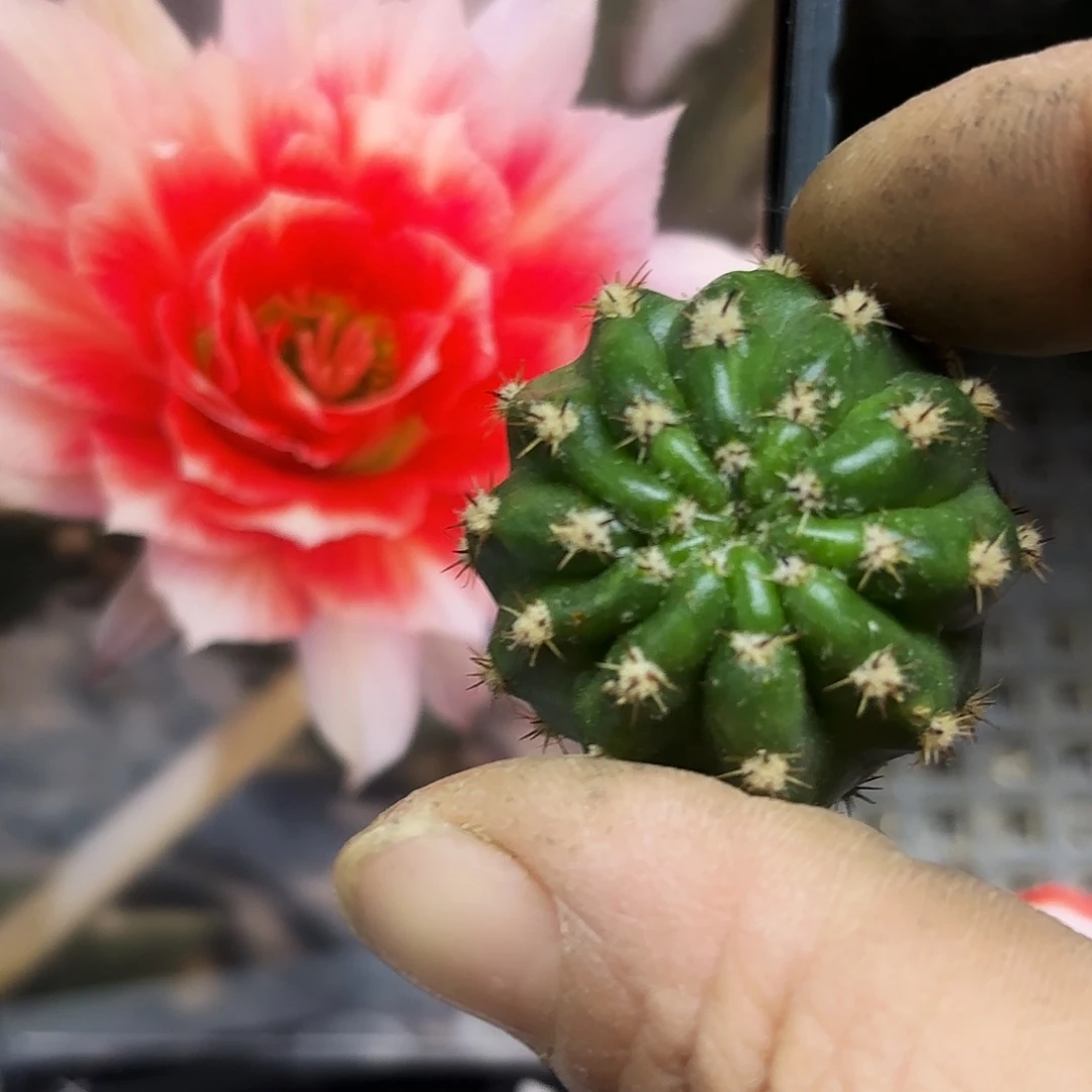 两三公分幸运星无根侧牙