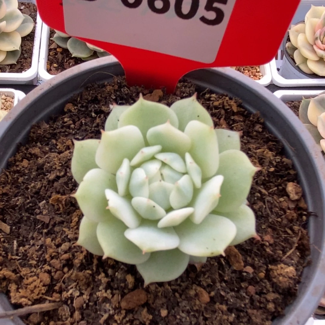 花*菜605静夜4.5公分锦锦锦锦