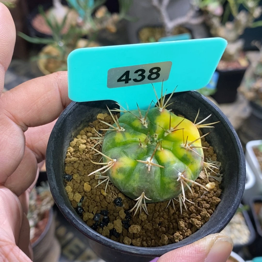 勇将丸锦实生苗一个