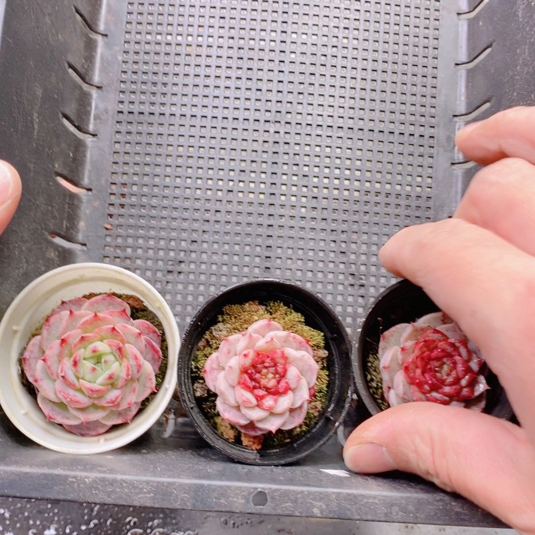 精品多肉000002号