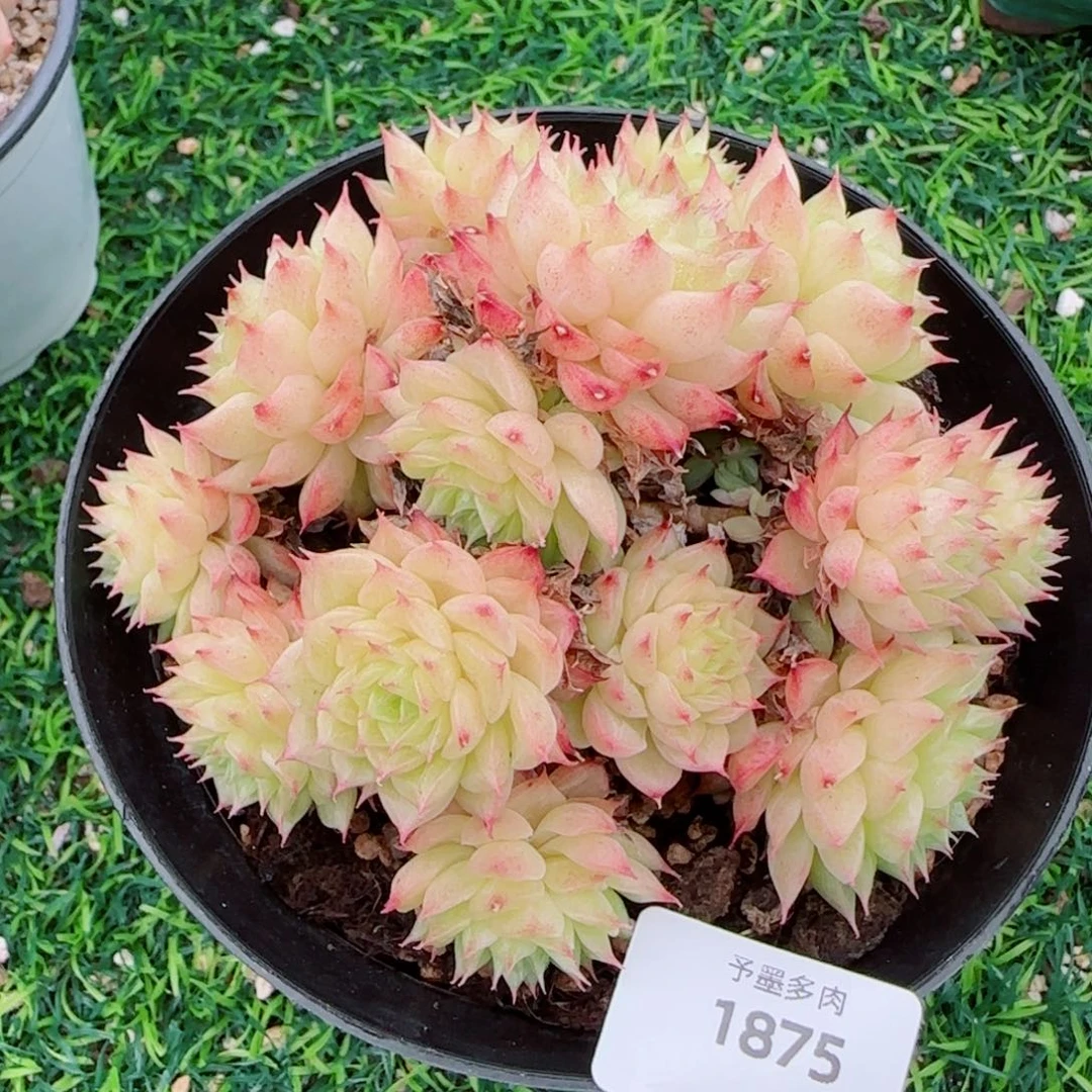麦秆群，1875带盆发不包整