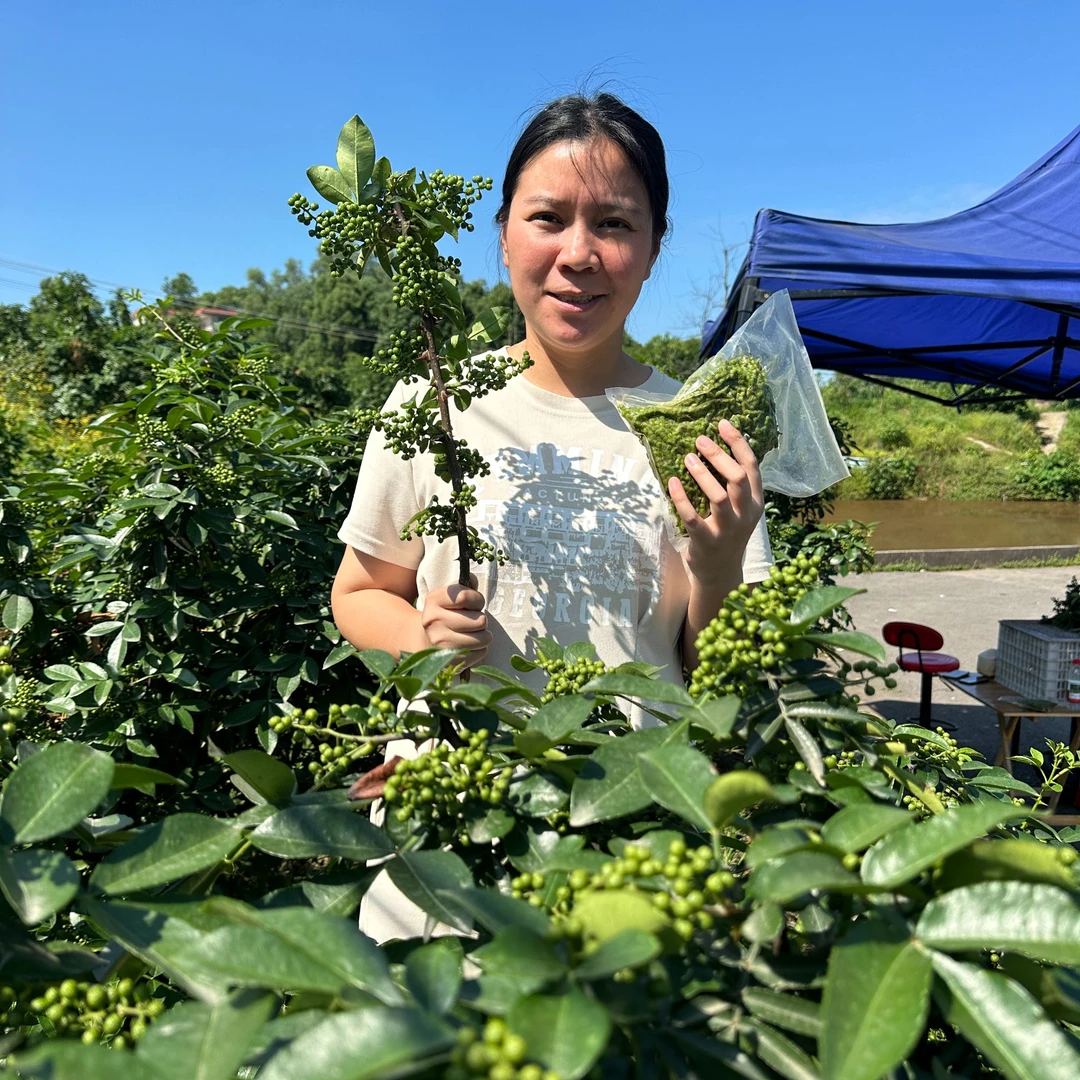 骄小妹保鲜花椒重庆江津九叶青特麻特香调味新鲜食用特产