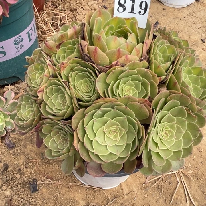 无花朵819多肉植物抹茶