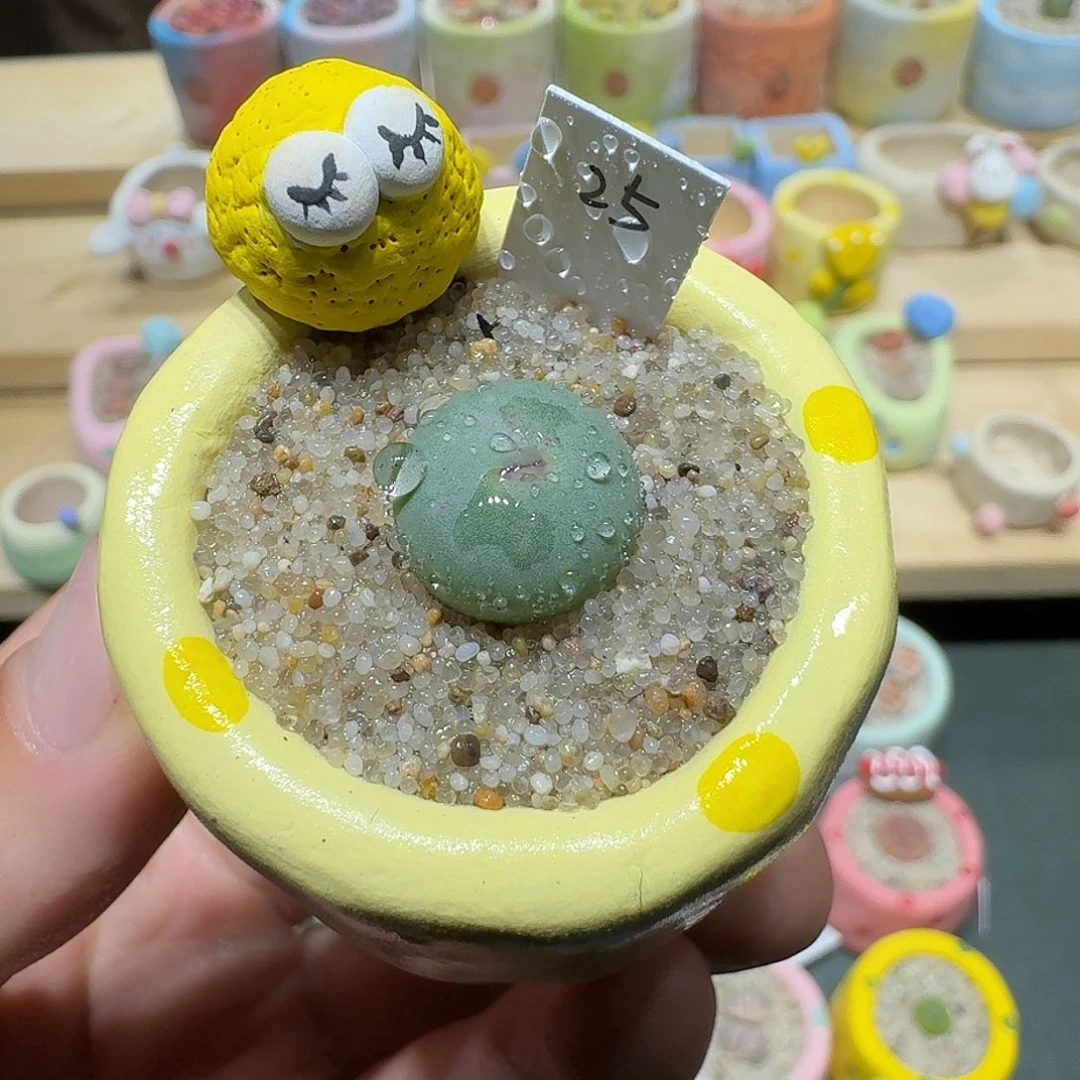 红陶蘑菇401小红嘴