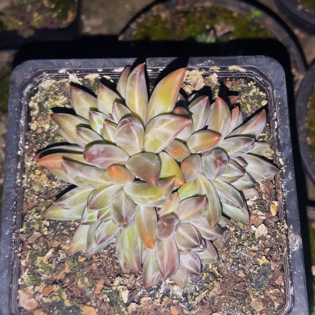 桔云多肉美人精品系列