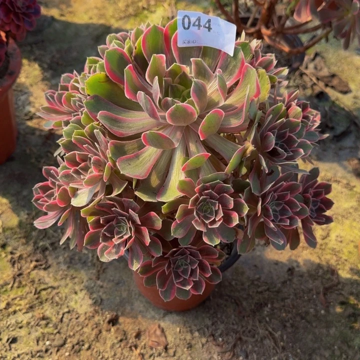 曲***何0000000044浣纱0000