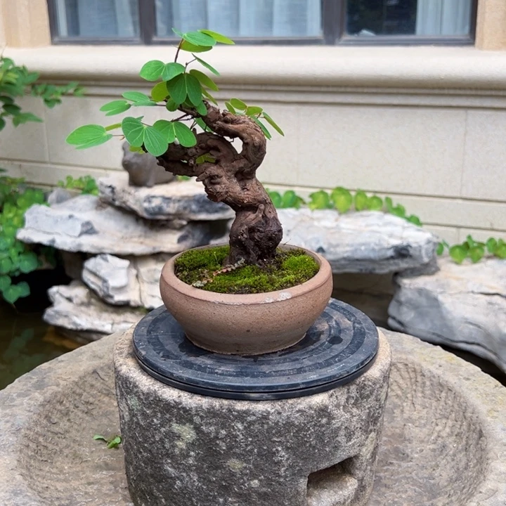古***风无花朵金丝红木羊蹄甲