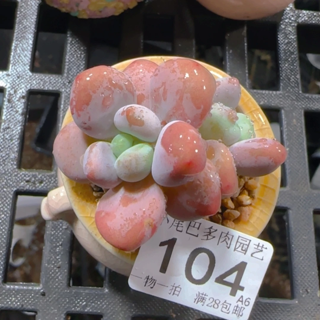 A6小尾巴5CM迷你拇指盆栽精控多肉104
