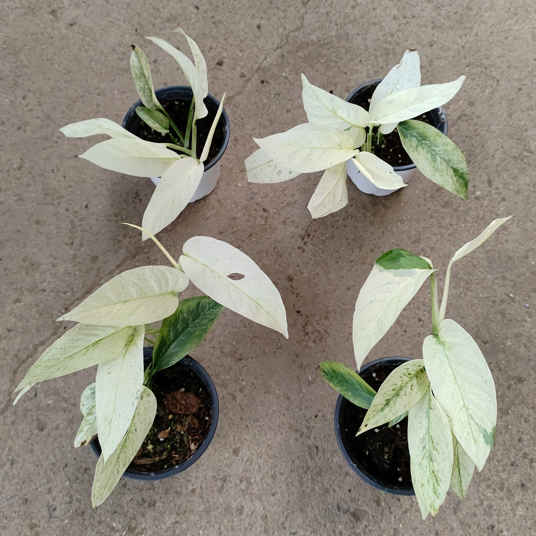 新品拉尼阿塔麒麟尾锦大叶变异品种薄荷高颜值好养爬藤室内观叶植