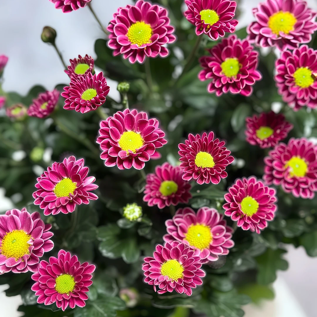 吉祥小雏菊盆栽花期长颜值高庭院阳台开花植物四季好养雏菊盆栽