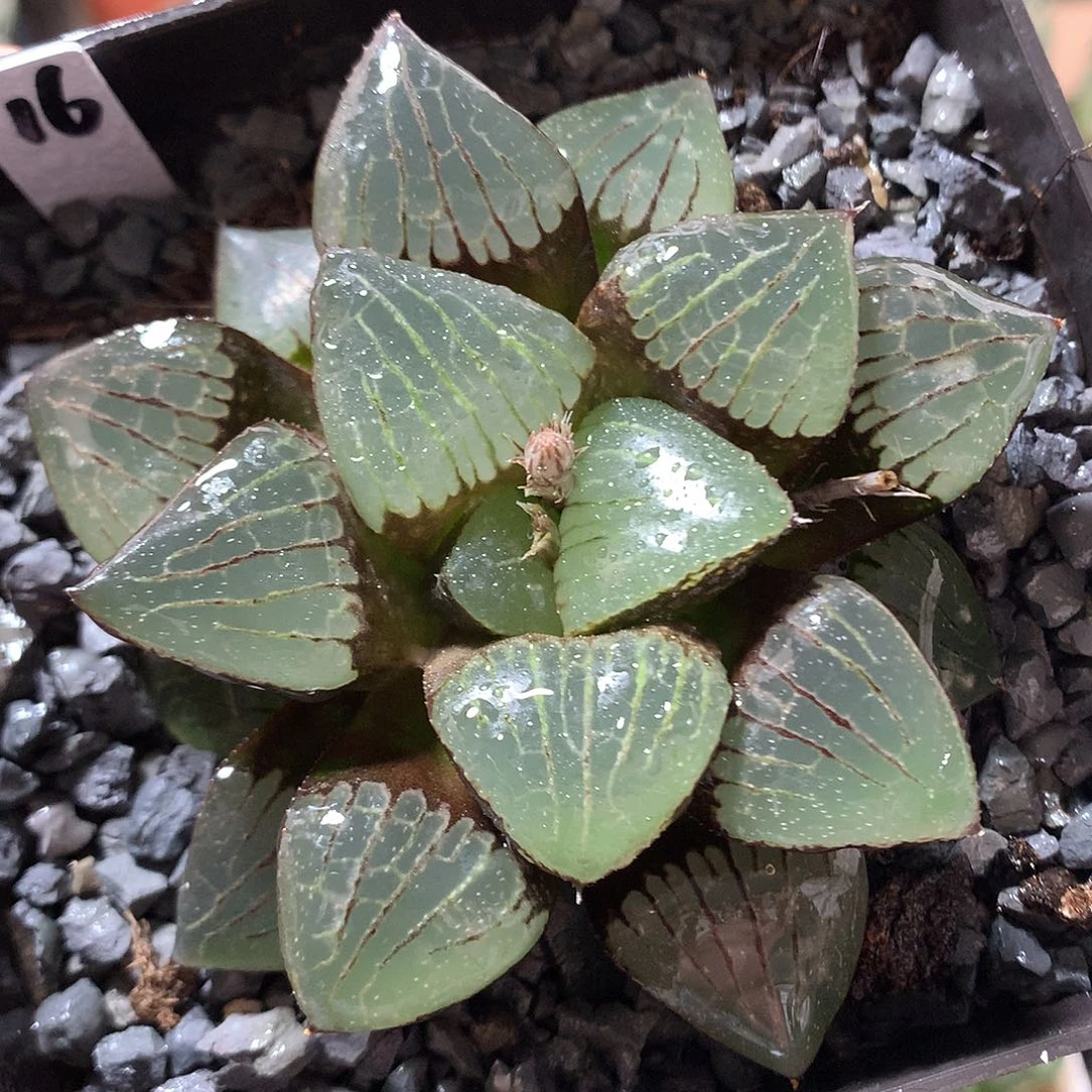 16号四月潭带盆土