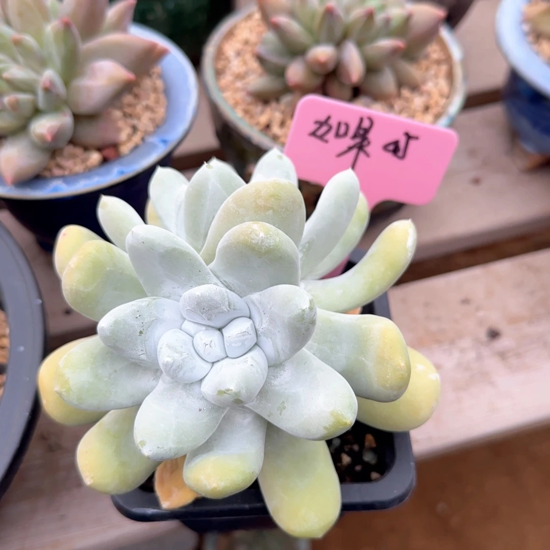 拇指仙女杯五十包邮