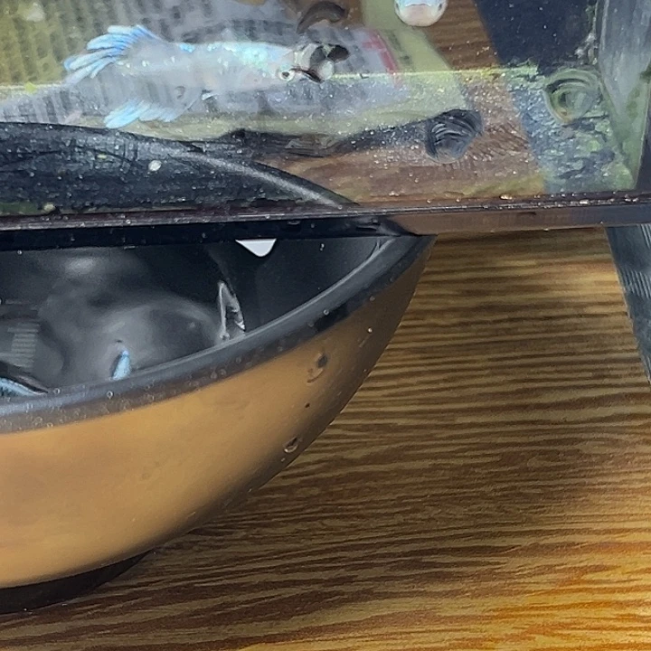 青鳉鱼光宽玛丽亚一组46