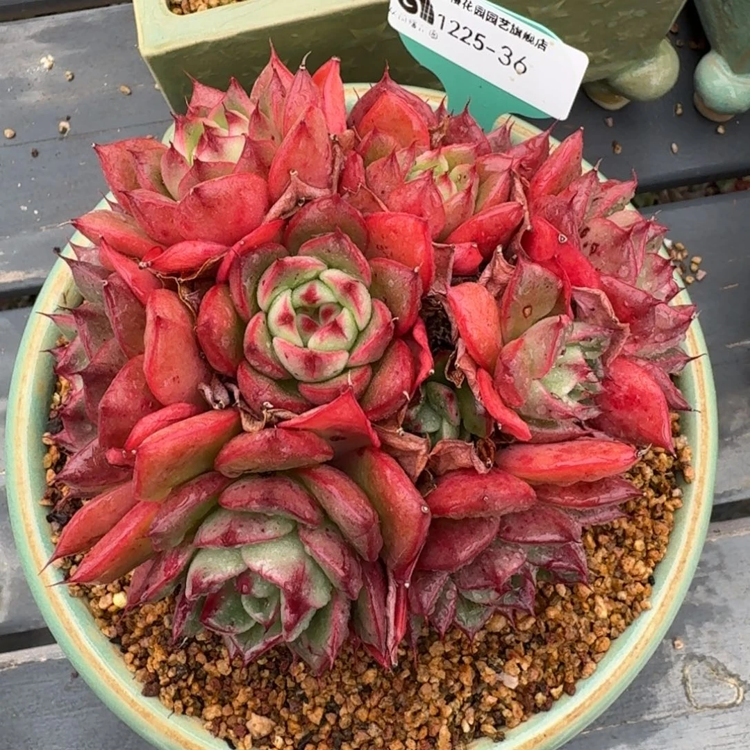 从前慢多肉精选编号1225.36