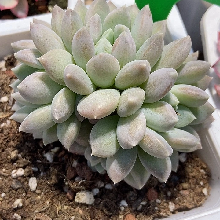 多肉植物奶糖1637多肉