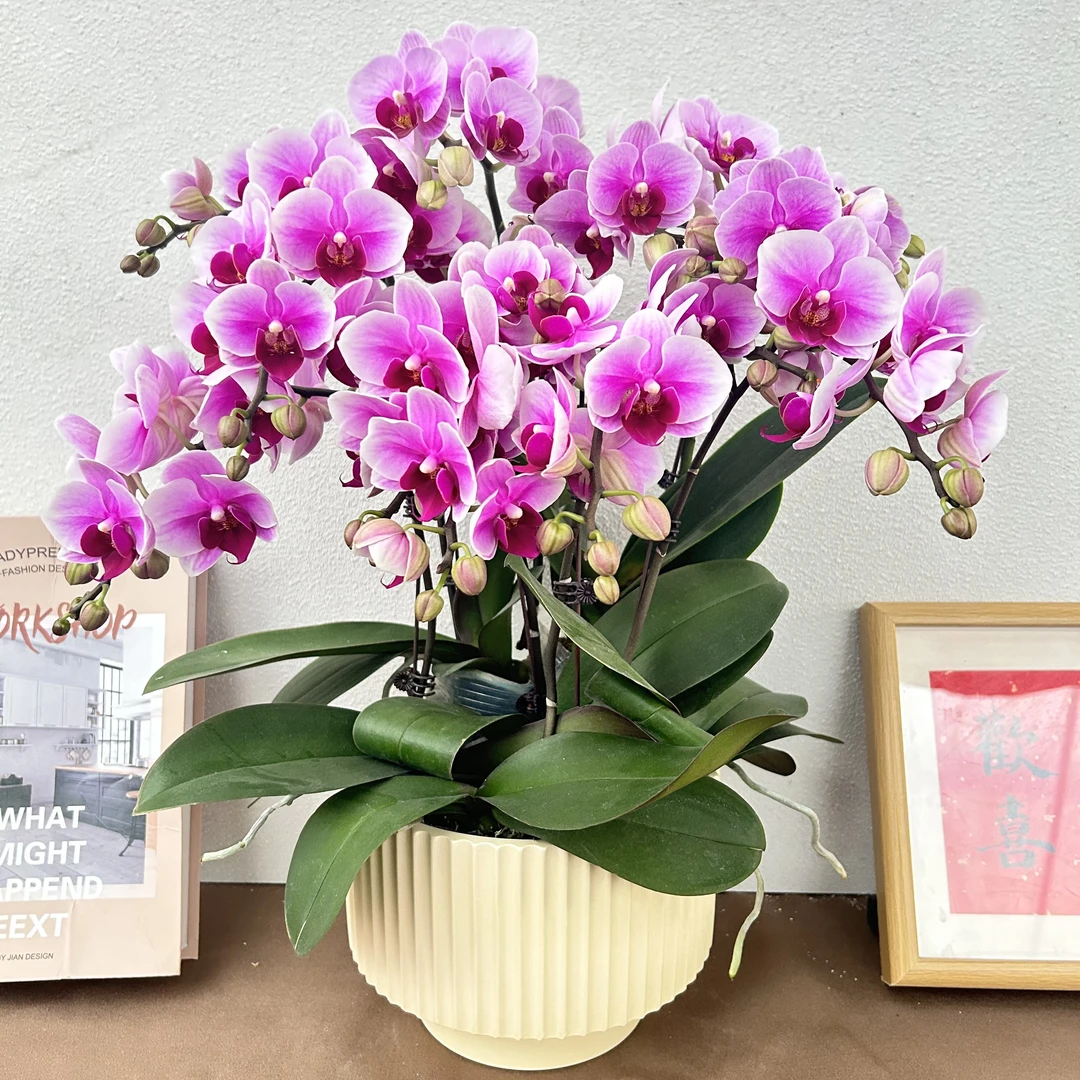 《粉红珍珠》精选蝴蝶兰带花带花苞优质养护耐寒基地直发成活率高