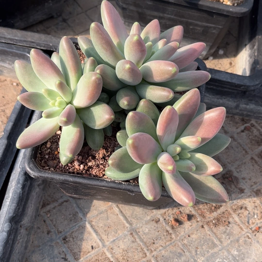 贝***儿多肉植物多肉植物