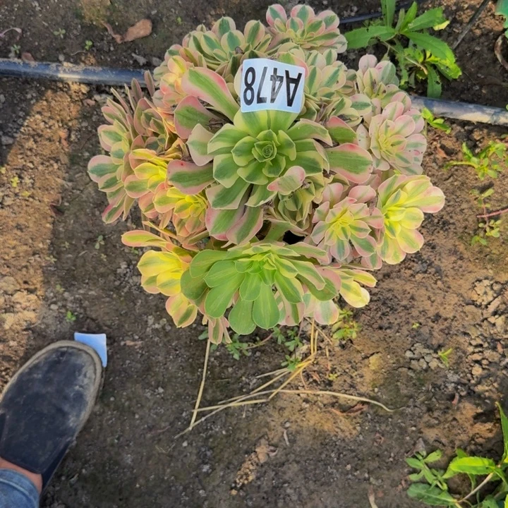 初恋的30-36包邮花花