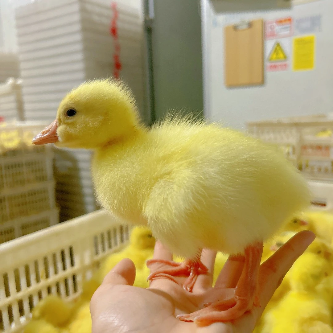 宠物鸭鹅产蛋王鸭鹅/10只