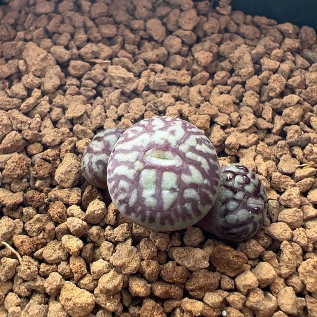 82。青蛙种源枝干纹超墨