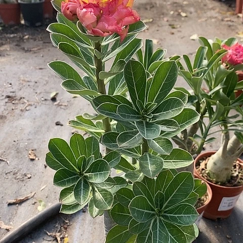 【闪购商品】无花朵四*天