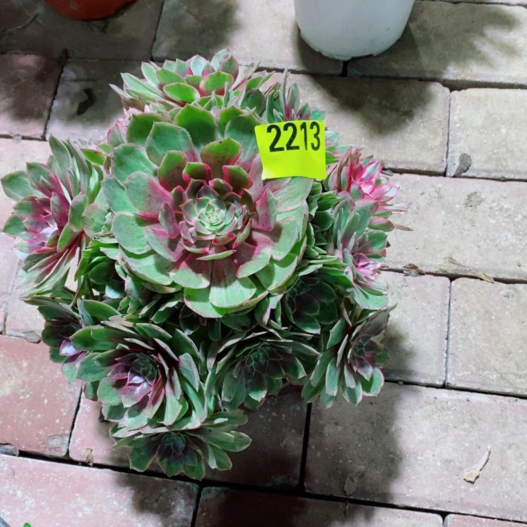 莲花座多肉植物2213