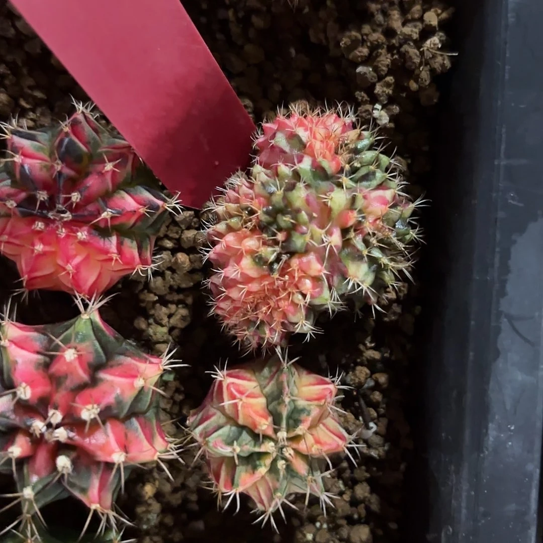 L952-1021泰国发货 实生缀化