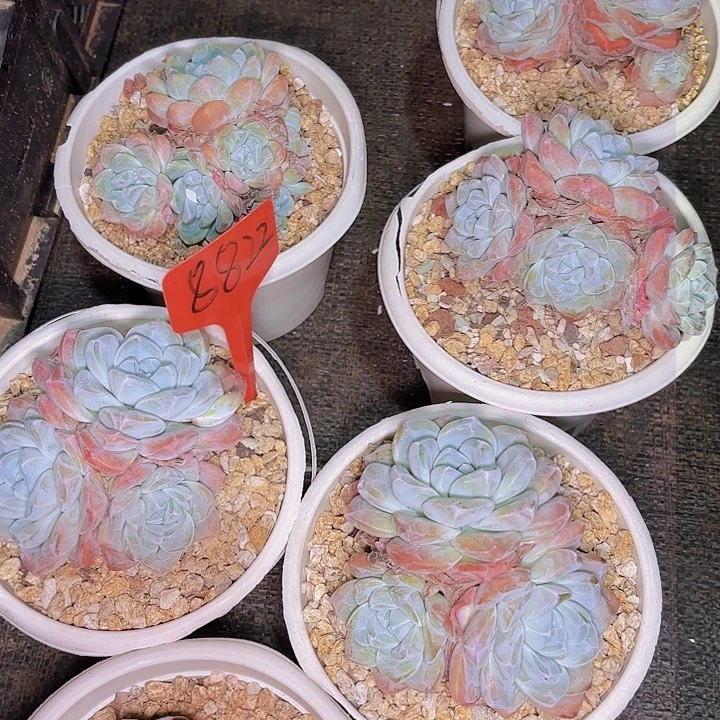 依***琳冰玉六颗8822..