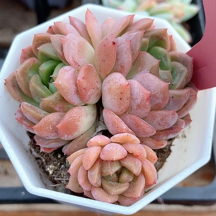 多肉植物糖果珍妮7008