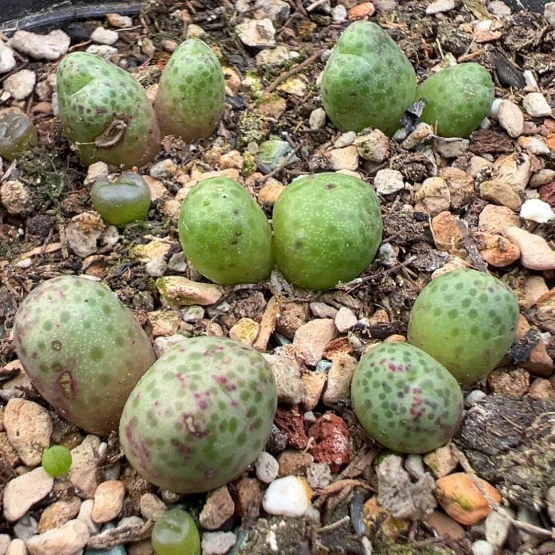 11.18好看的多肉脱土发货751