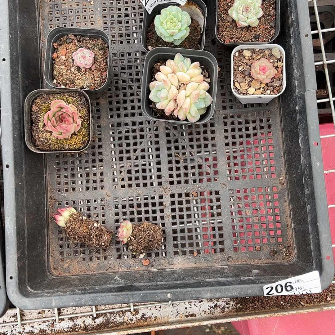 精品多肉十八包邮