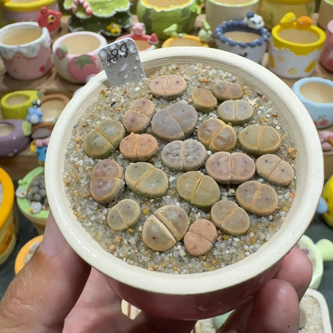 蘑菇1238对点惜春彩拼多肉植物
