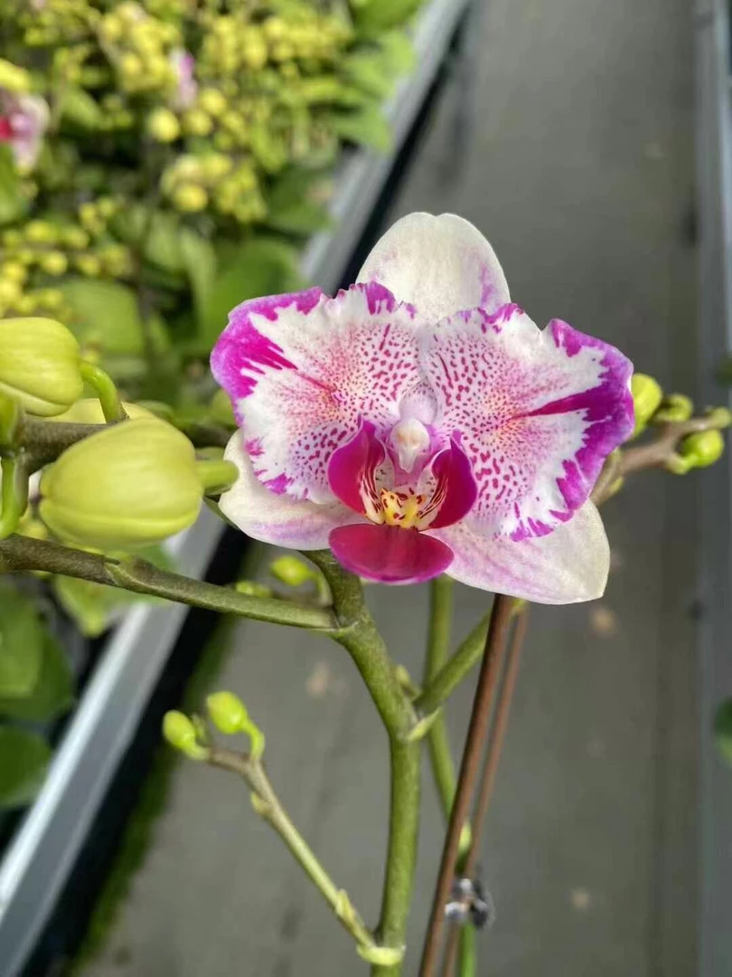 《凤梨酥》蝴蝶兰两眼变异兰花桌面盆栽花卉