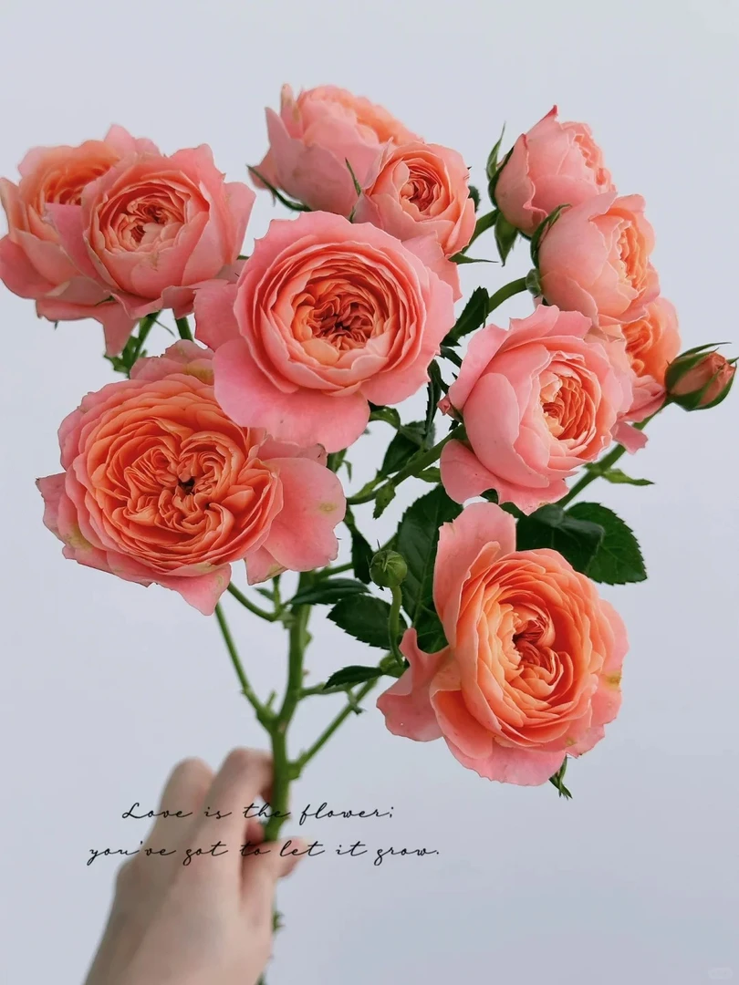 （顺丰/邮政）杏色果汁玫瑰鲜花多头玫瑰云南基地直发花店批花