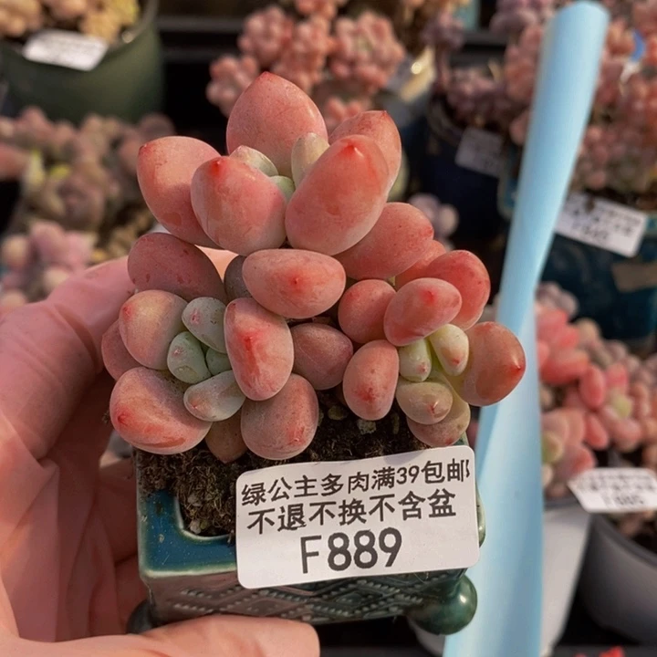 樱花洛神6cm889多肉植物