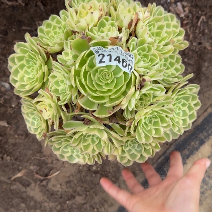 21460孔雀翎多肉植物
